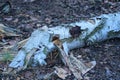 one old white fallen rotten birch tree lies on the gray ground Royalty Free Stock Photo