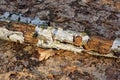 one old white fallen rotten birch tree lies on the gray ground Royalty Free Stock Photo