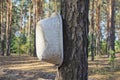 one old white plastic basin trough hanging on a brown pine tree Royalty Free Stock Photo