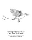 One of the oldest birds on Earth Confuciusornis