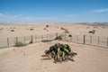 One of the Oldest Welwitschia mirahilis plants in the World