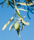 One olive fruit