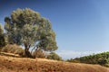 One olive tree in the field Royalty Free Stock Photo
