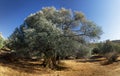 One olive tree in the field Royalty Free Stock Photo