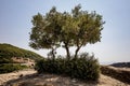 One olive tree growing on a hillside Royalty Free Stock Photo