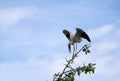 One of open billed stork bird perch and winged at the top of the tree on blue sky and white cloud background. Royalty Free Stock Photo