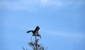 One of open billed stork bird perch and winged at the top of the tree on blue sky and white cloud background.