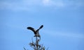 One of open billed stork bird perch and winged at the top of the tree on blue sky and white cloud background.