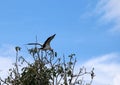 One of open billed stork bird perch and winged at the top of the tree on blue sky and white cloud background.