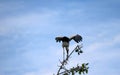 One of open billed stork bird perch and winged at the top of the tree on blue sky and white cloud background.