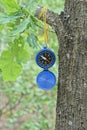 one open blue plastic compass hangs on a yellow cord on a gray branch of an oak tree Royalty Free Stock Photo