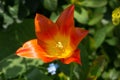 One open bright orange tulip flower, Tulipa ballerina, lily-flowered tulip, blooming in spring showing the stigma and anthers