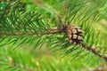 One open brown cone of green spruce