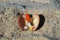 Open shell on sand Royalty Free Stock Photo