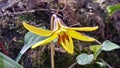 One open trout lily with yellow maroon petals Royalty Free Stock Photo