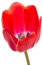 One opened red tulip on white Royalty Free Stock Photo