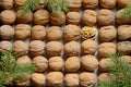 One opened walnut among rows walnuts