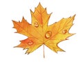 One orange autumn maple leave Royalty Free Stock Photo