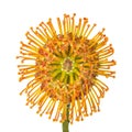 One orange blooming pincushion protea, Leucospermum flower