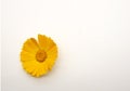 One orange calendula flower on a white background Royalty Free Stock Photo