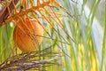 One orange coconut hanging in the tree