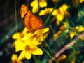 One orange color butterfly landed on green leaf with blurred yellow plant background in a garden. Royalty Free Stock Photo