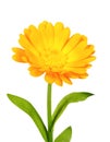One orange flower of calendula Royalty Free Stock Photo