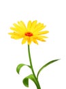 One orange flower of calendula Royalty Free Stock Photo