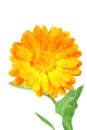 One orange flower of calendula Royalty Free Stock Photo