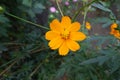 One orange flower of Cosmos sulphureus Royalty Free Stock Photo