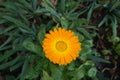 One orange flower head of Calendula officinalis in October Royalty Free Stock Photo
