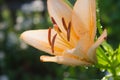 One orange flower lily with drops after rain on dark background with natural bokeh. Royalty Free Stock Photo