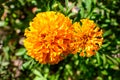 One orange flower of tagetes or African marigold flower in a a garden in a sunny summer garden, textured floral background Royalty Free Stock Photo