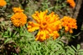 One orange flower of tagetes or African marigold flower in a a garden in a sunny summer garden, textured floral background Royalty Free Stock Photo