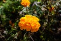 One orange flower of tagetes or African marigold flower in a a garden in a sunny summer garden, textured floral background Royalty Free Stock Photo