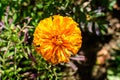 One orange flower of tagetes or African marigold flower in a a garden in a sunny summer garden, textured floral background Royalty Free Stock Photo