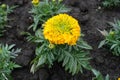 One orange flower of Tagetes erecta Royalty Free Stock Photo