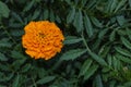 One Orange flower of Tagetes growing in garden. Close-up marigold Royalty Free Stock Photo