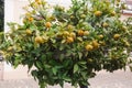 One orange fruit tree growing outdoors in street of Turkey Royalty Free Stock Photo