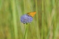 One orange little butterfly sits on a blue wild flower