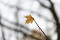 One orange maple leaf hangs on the branch Royalty Free Stock Photo