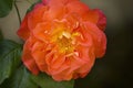 One orange rose close-up Royalty Free Stock Photo