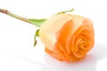 One orange rose flower closeup Royalty Free Stock Photo