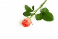 One Orange rose flower on white isolated background Royalty Free Stock Photo