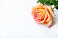 One orange rose on a white background. Copy spase. Concept Mother`s Day, Family Day, Valentine`s Day