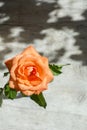 One orange rose is on the wooden background Royalty Free Stock Photo