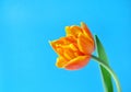 One orange spring tulip and place for text for Mother or Woman`s Day on a blue background