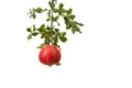 One organic pomegranate in a tree branch isolated on white