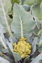 One organic Romanesco Broccoli.