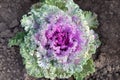One ornamental cabbage growing in the ground top view